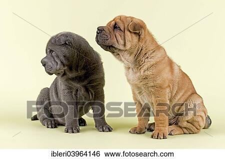 "Two Shar-Pei puppies, 8 weeks old, male, blue and red" View Large Photo Image Stock Photograph - "Two Shar-Pei puppies, 8 weeks old, male, blue and red". Fotosearch