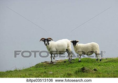 Stock Photograph - "Two sheep in a pasture, Scottish Blackface (Ovis orientalis aries), Scotland, United Kingdom, Europe". Fotosearch