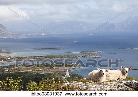 "Two sheep on Vagekallen Mountain, Steinetinden, Stamsund, Lofoten, Nordland, Norway, Europe" View Large Photo Image Stock Photo - "Two sheep on Vagekallen Mountain, Steinetinden, Stamsund, Lofoten, Nordland, Norway, Europe". Fotosearch