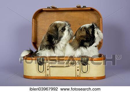 "Two Shih Tzu puppies, 10 weeks, gold white, in a suitcase" View Large Photo Image Stock Image - "Two Shih Tzu puppies, 10 weeks, gold white, in a suitcase". Fotosearch