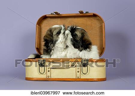 "Two Shih Tzu puppies, 10 weeks, gold white, in a suitcase" View Large Photo Image Stock Photo - "Two Shih Tzu puppies, 10 weeks, gold white, in a suitcase". Fotosearch