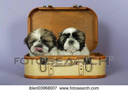 "Two Shih Tzu puppies, 10 weeks, gold white, in a suitcase" View Large Photo Image Stock Photo - "Two Shih Tzu puppies, 10 weeks, gold white, in a suitcase". Fotosearch