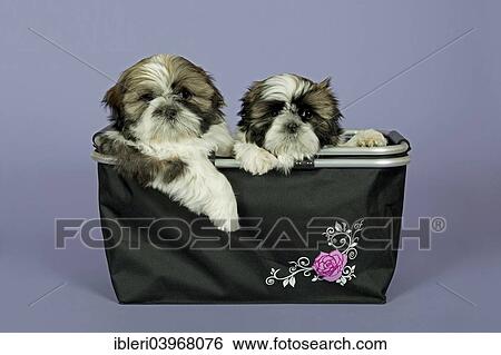 "Two Shih Tzu puppies, 10 weeks, colours gold and white, in a basket" View Large Photo Image Stock Photograph - "Two Shih Tzu puppies, 10 weeks, colours gold and white, in a basket". Fotosearch