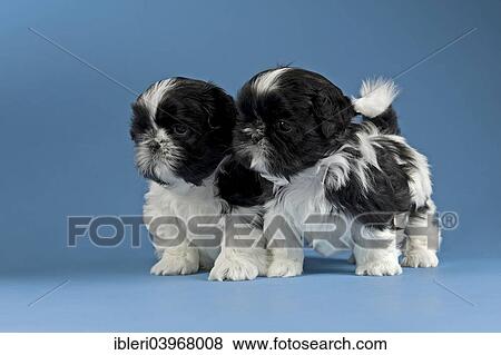 "Two Shih Tzu puppies, 4 weeks, black and white" View Large Photo Image Stock Photo - "Two Shih Tzu puppies, 4 weeks, black and white". Fotosearch