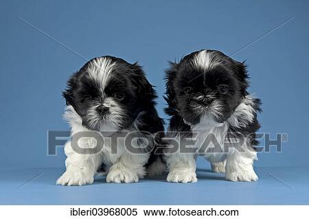 "Two Shih Tzu puppies, 4 weeks, black and white" View Large Photo Image Stock Photography - "Two Shih Tzu puppies, 4 weeks, black and white". Fotosearch