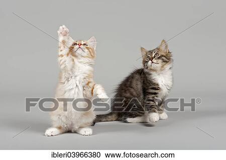 "Two Siberian Cats, kittens, 7 weeks" View Large Photo Image Stock Image - "Two Siberian Cats, kittens, 7 weeks". Fotosearch