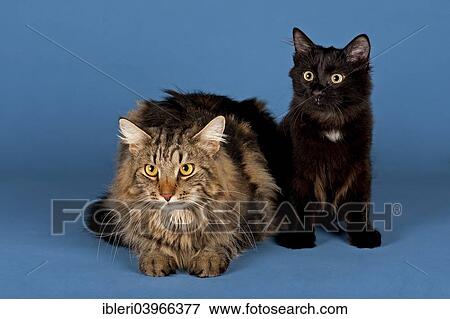 Two Siberian Forest Cats View Large Photo Image Stock Photo - Two Siberian Forest Cats. Fotosearch
