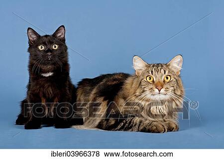 Stock Photo - Two Siberian Forest Cats. Fotosearch