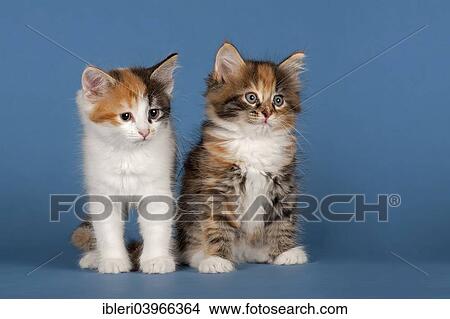 "Two Siberian forest kittens, 7 weeks" View Large Photo Image Picture - "Two Siberian forest kittens, 7 weeks". Fotosearch