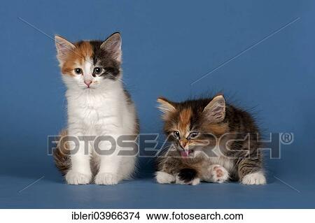 Picture - "Two Siberian forest kittens, 7 weeks". Fotosearch