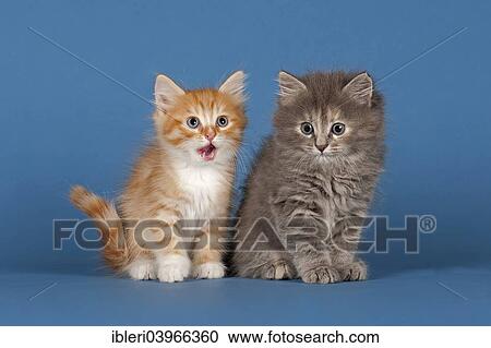 Stock Image - "Two Siberian forest kittens, 7 weeks". Fotosearch