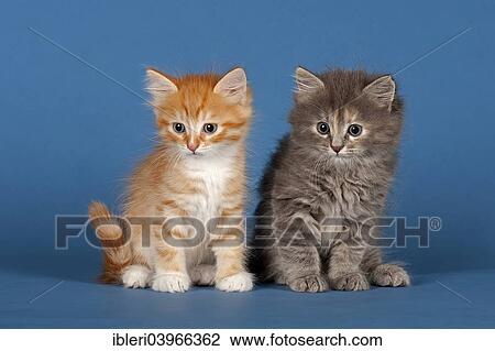 "Two Siberian forest kittens, 7 weeks" View Large Photo Image Stock Image - "Two Siberian forest kittens, 7 weeks". Fotosearch