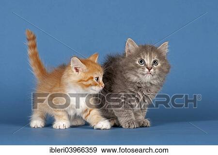 "Two Siberian forest kittens, 7 weeks" View Large Photo Image Stock Photo - "Two Siberian forest kittens, 7 weeks". Fotosearch