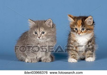 Stock Photograph - "Two Siberian forest kittens, 7 weeks". Fotosearch