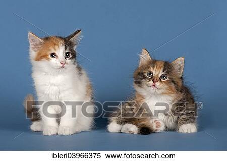 "Two Siberian forest kittens, 7 weeks" View Large Photo Image Stock Photography - "Two Siberian forest kittens, 7 weeks". Fotosearch