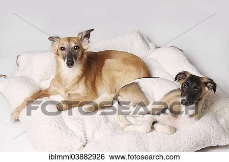 Stock Photograph - Two Silken Windsprite sighthounds lying in the dog basket. Fotosearch