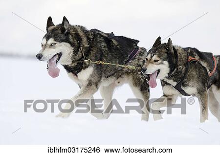 Stock Photograph - "Two sled dogs, Siberian Huskies, lead dogs of a sled dog team, Harz, Clausthal-Zellerfeld, Lower Saxony, Germany, Europe". Fotosearch