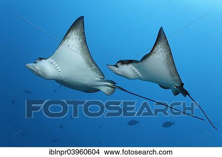 Picture - "Two Spotted Eagle Rays (Aetobatus narinari), Embudu Channel, Indian Ocean, Tilla or Tila, South Male Atoll, Maldives, Asia". Fotosearch