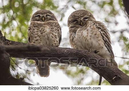 "Two Spotted Owlets (Athene brama), Keoladeo National Park, Rajasthan, India, Asia" View Large Photo Image Stock Image - "Two Spotted Owlets (Athene brama), Keoladeo National Park, Rajasthan, India, Asia". Fotosearch