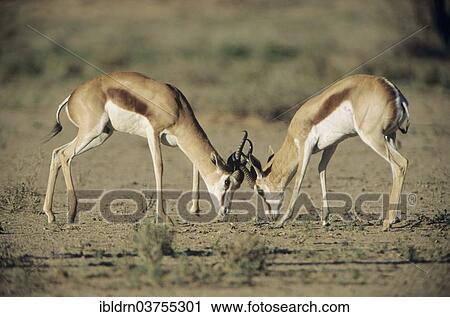 "Two Springboks (Antidorcas marsupialis) fighting, Kgalagadi Transfrontier Park, Mata Mata, South Africa, Africa" View Large Photo Image Stock Image - "Two Springboks (Antidorcas marsupialis) fighting, Kgalagadi Transfrontier Park, Mata Mata, South Africa, Africa". Fotosearch