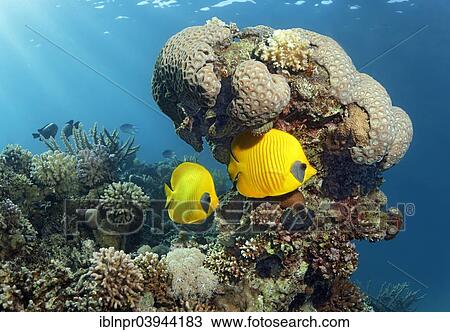 Stock Image - "Two Threadfin butterflyfish (Chaetodon sermilavatus), endemic, in front of a coral block, Red Sea, Egypt, Africa". Fotosearch