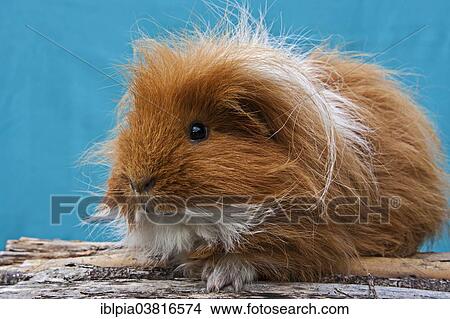 Two-tone Swiss Teddy Guinea Pig View Large Photo Image Picture - Two-tone Swiss Teddy Guinea Pig. Fotosearch