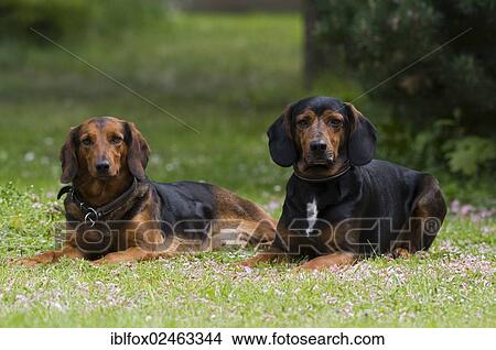 "Two Tyrolean Hounds, hound dogs, Tyrol, Austria, Europe" View Large Photo Image Picture - "Two Tyrolean Hounds, hound dogs, Tyrol, Austria, Europe". Fotosearch