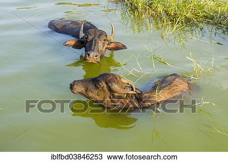 Stock Image - "Two Water Buffaloes (Bubalus bubalis) swimming in the lake, Badami, Karnataka, India, Asia". Fotosearch