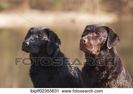 Two wet Labrador Retriever dogs sitting side by side View Large Photo Image Stock Image - Two wet Labrador Retriever dogs sitting side by side. Fotosearch