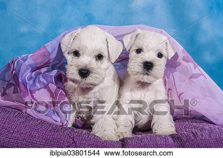Two white Miniature Schnauzer puppies View Large Photo Image Picture - Two white Miniature Schnauzer puppies. Fotosearch