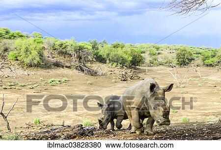 "Two White Rhinoceroses or Square-lipped Rhinoceroses (Ceratotherium simum), Khomas Highland, Namibia, Africa" View Large Photo Image Stock Image - "Two White Rhinoceroses or Square-lipped Rhinoceroses (Ceratotherium simum), Khomas Highland, Namibia, Africa". Fotosearch