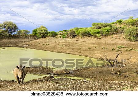 Stock Photo - "Two White Rhinoceroses or Square-lipped Rhinoceroses (Ceratotherium simum), Khomas Highland, Namibia, Africa". Fotosearch