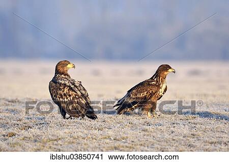 Stock Image - "Two White-tailed Eagles (Haliaeetus albicilla), on a meadow with hoarfrost, Gostynin, Poland, Europe". Fotosearch