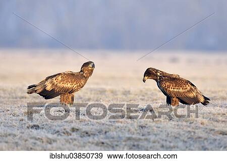 Stock Photo - "Two White-tailed Eagles (Haliaeetus albicilla), on a meadow with hoarfrost, Gostynin, Poland, Europe". Fotosearch