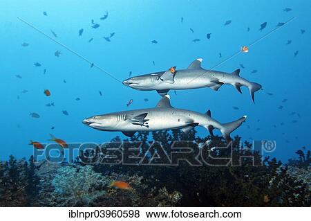 "Two Whitetip Reef Sharks (Triaenodon obesus) over coral reef, Embudu Channel, Indian Ocean, Tilla or Tila, South Male Atoll, Maldives, Asia" View Large Photo Image Stock Photo - "Two Whitetip Reef Sharks (Triaenodon obesus) over coral reef, Embudu Channel, Indian Ocean, Tilla or Tila, South Male Atoll, Maldives, Asia". Fotosearch