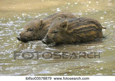 "Two Wild Boar (Sus scrofa) piglets running through shallow water, captive, Hesse, Germany, Europe" View Large Photo Image Stock Photo - "Two Wild Boar (Sus scrofa) piglets running through shallow water, captive, Hesse, Germany, Europe". Fotosearch