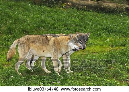 "Two Wolves (Canis lupus), captive, Schleswig-Holstein, Germany, Europe" View Large Photo Image Stock Photo - "Two Wolves (Canis lupus), captive, Schleswig-Holstein, Germany, Europe". Fotosearch