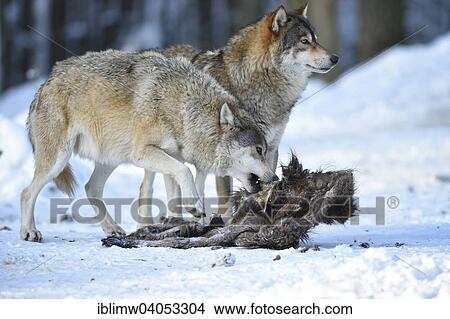 "Two wolves feeding on the carcass of a wild boar, Northwestern wolf (Canis lupus occidentalis) in the snow, captive, Baden-Wurttemberg, Germany, Europe" View Large Photo Image Picture - "Two wolves feeding on the carcass of a wild boar, Northwestern wolf (Canis lupus occidentalis) in the snow, captive, Baden-Wurttemberg, Germany, Europe". Fotosearch