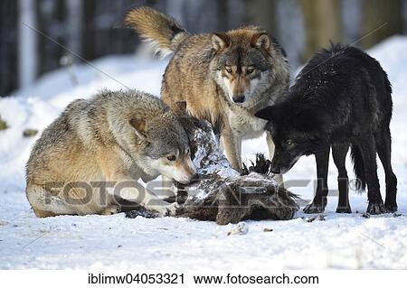 "Two wolves feeding on the carcass of a wild boar, Northwestern wolf (Canis lupus occidentalis) in the snow, captive, Baden-Wurttemberg, Germany, Europe" View Large Photo Image Stock Image - "Two wolves feeding on the carcass of a wild boar, Northwestern wolf (Canis lupus occidentalis) in the snow, captive, Baden-Wurttemberg, Germany, Europe". Fotosearch
