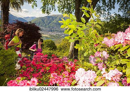 "Two women hiking, floral splendour at the place of power Sass da Gruem, Ticino, Switzerland, Europe" View Large Photo Image Stock Photograph - "Two women hiking, floral splendour at the place of power Sass da Gruem, Ticino, Switzerland, Europe". Fotosearch