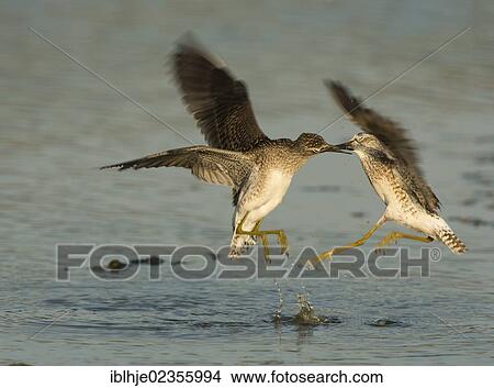 Picture - "Two Wood Sandpipers (Tringa glareola), Lesbos, Greece, Europe". Fotosearch