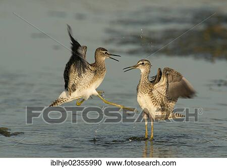 Stock Image - "Two Wood Sandpipers (Tringa glareola), Lesbos, Greece, Europe". Fotosearch