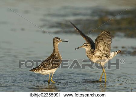 "Two Wood Sandpipers (Tringa glareola), Lesbos, Greece, Europe" View Large Photo Image Stock Image - "Two Wood Sandpipers (Tringa glareola), Lesbos, Greece, Europe". Fotosearch