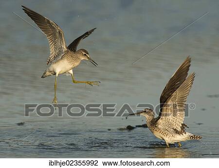 Stock Image - "Two Wood Sandpipers (Tringa glareola), Lesbos, Greece, Europe". Fotosearch