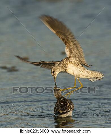 "Two Wood Sandpipers (Tringa glareola), Lesbos, Greece, Europe" View Large Photo Image Stock Image - "Two Wood Sandpipers (Tringa glareola), Lesbos, Greece, Europe". Fotosearch