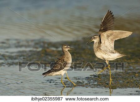 Stock Photo - "Two Wood Sandpipers (Tringa glareola), Lesbos, Greece, Europe". Fotosearch