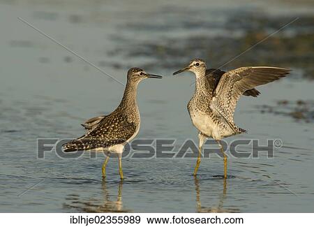 "Two Wood Sandpipers (Tringa glareola), Lesbos, Greece, Europe" View Large Photo Image Stock Photo - "Two Wood Sandpipers (Tringa glareola), Lesbos, Greece, Europe". Fotosearch