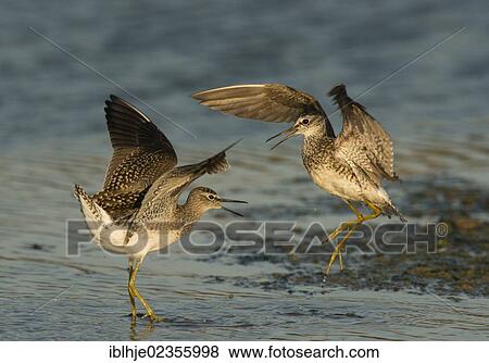 Stock Photo - "Two Wood Sandpipers (Tringa glareola), Lesbos, Greece, Europe". Fotosearch