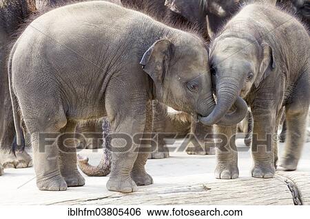 Stock Photograph - Two young Asian Elephants (Elephas maximus) in a zoo putting their trunks into each other's mouths. Fotosearch