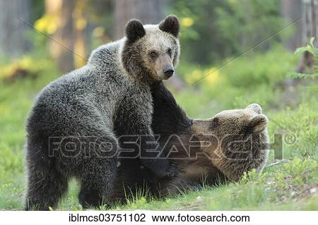 "Two young Brown Bears (Ursus arctos) play-fighting, Kainuu, Finland, Europe" View Large Photo Image Stock Image - "Two young Brown Bears (Ursus arctos) play-fighting, Kainuu, Finland, Europe". Fotosearch